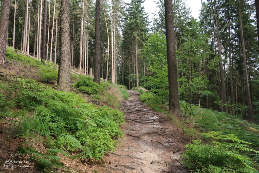 Waldweg nach Saupsdorf